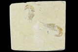 Two Cretaceous Fossil Shrimp Plate - Lebanon #107662-1